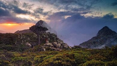 الطبيعة في جزيرة سقطرى