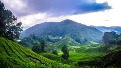 مرتفعات كاميرون