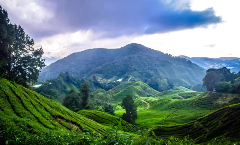 مرتفعات كاميرون