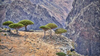 socotra island in yemen
